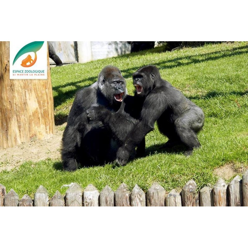 Reduction Billet Zoo Saint Martin La Plaine
