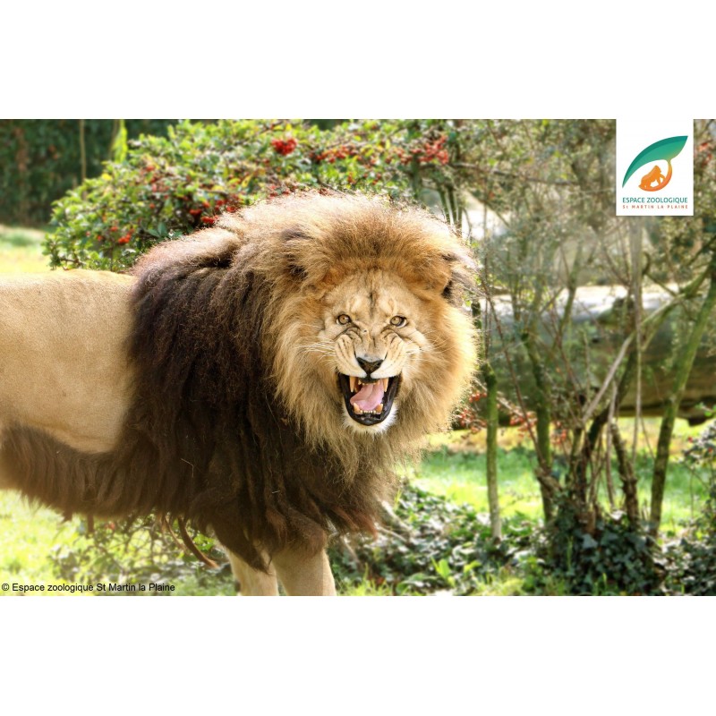 Reduction Billet Zoo Saint Martin La Plaine